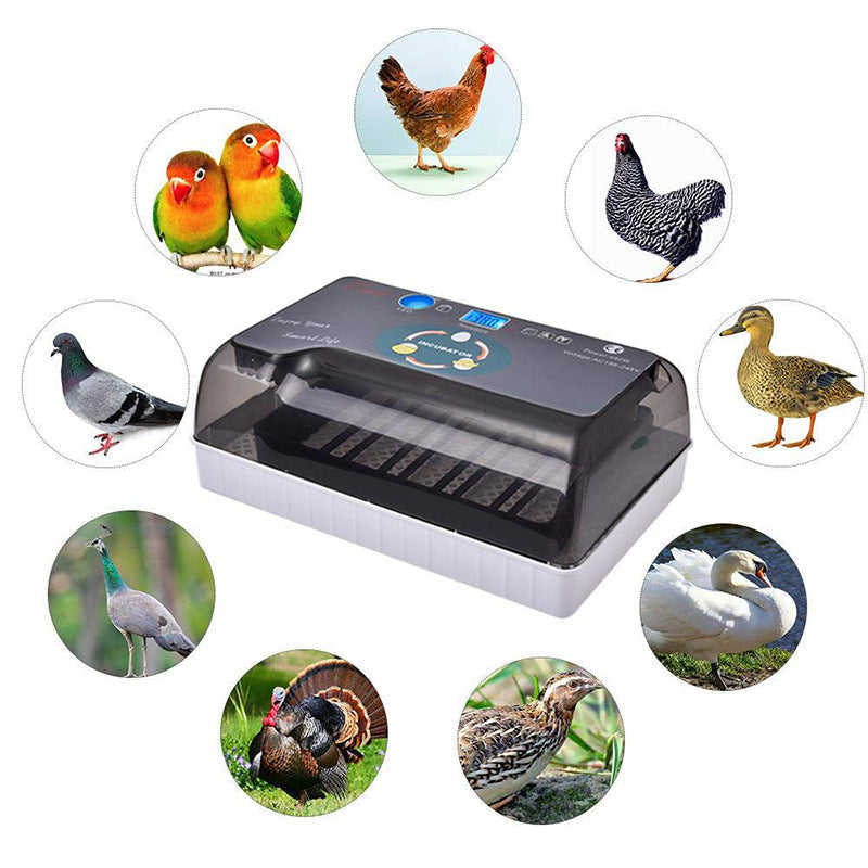 110V 12 Eggs Incubator