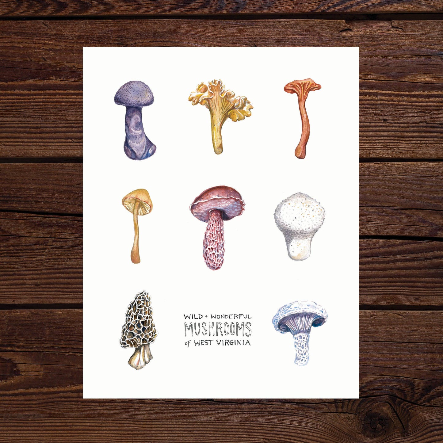 Rosalie Haizlett Illustration - Mushrooms of West Virginia Watercolor Art Print