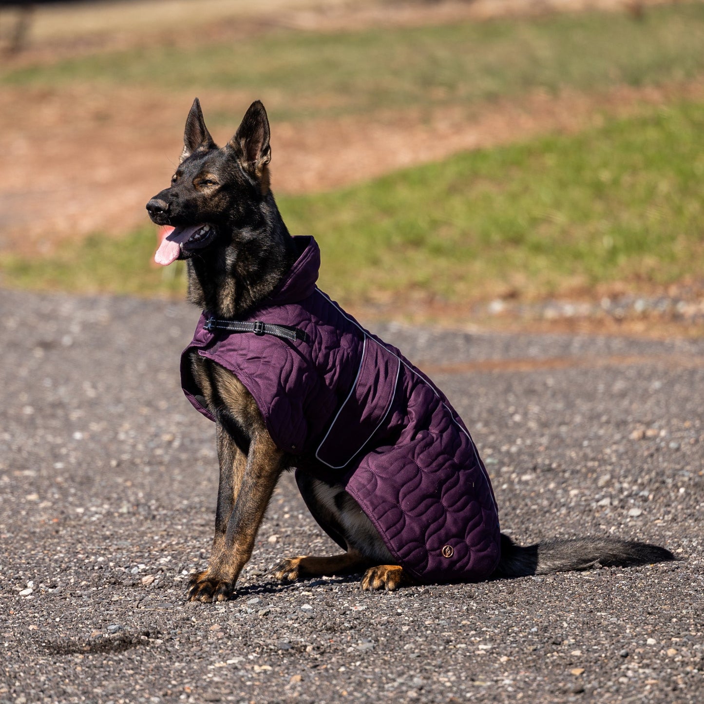 Deep Nights Dog Coat