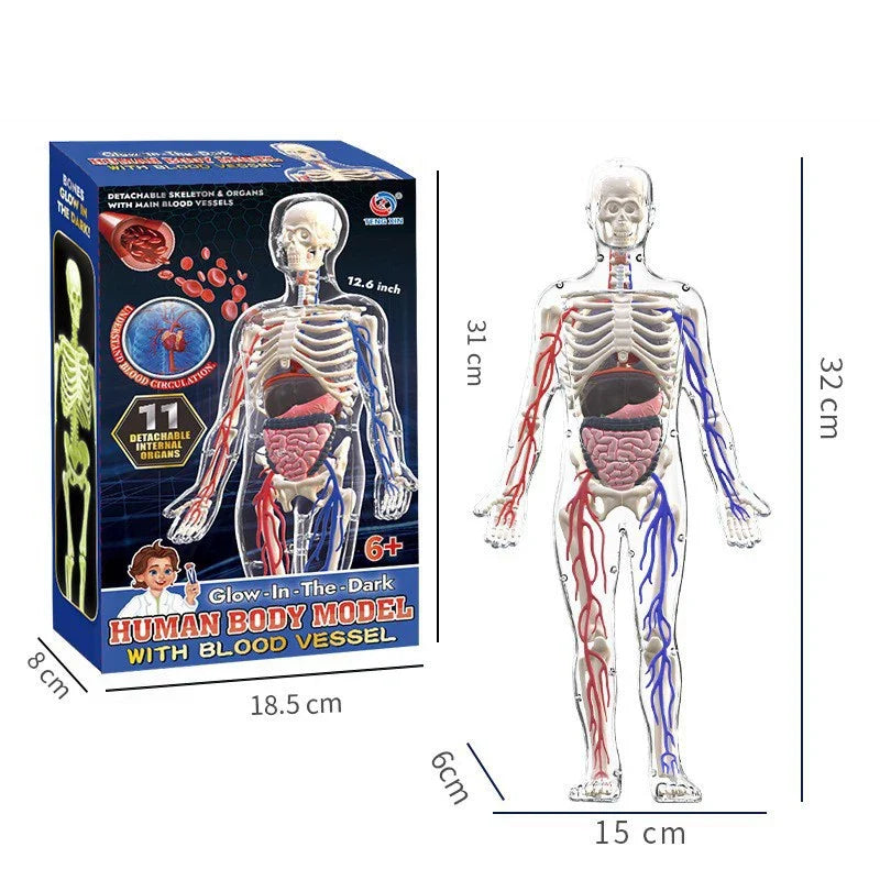 Interactive 3D Human Body Model - Engaging STEM Anatomy Game for Kids - Explore Organs & Bones Now!