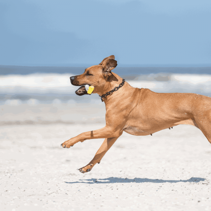 Dogline Herm Sprenger - Extra Strong Collar - Medium Links - Black Stainless Steel, 5mm