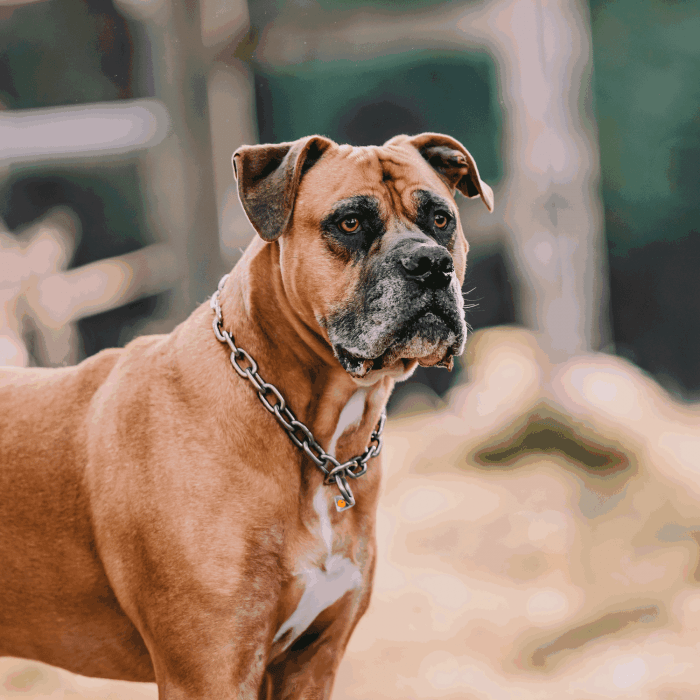 Dogline Herm Sprenger - Extra Strong Collar - Medium Links - Stainless Steel, 5 mm