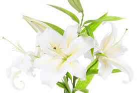 Fragrance Oil Lily