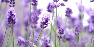Fragrance Oil Lavender