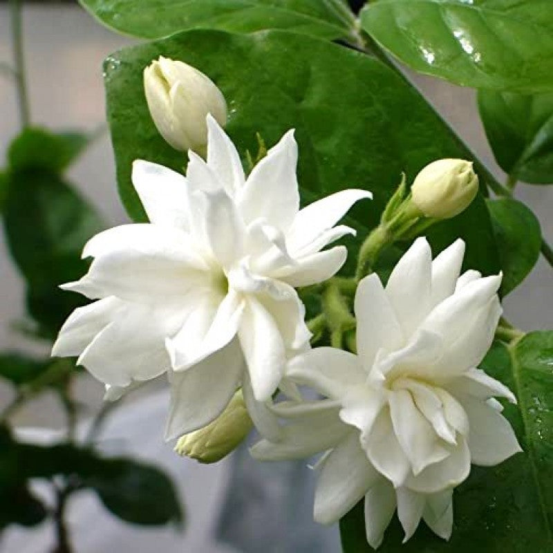 Fragrance Oil Mogra (Arabian Jasmine)