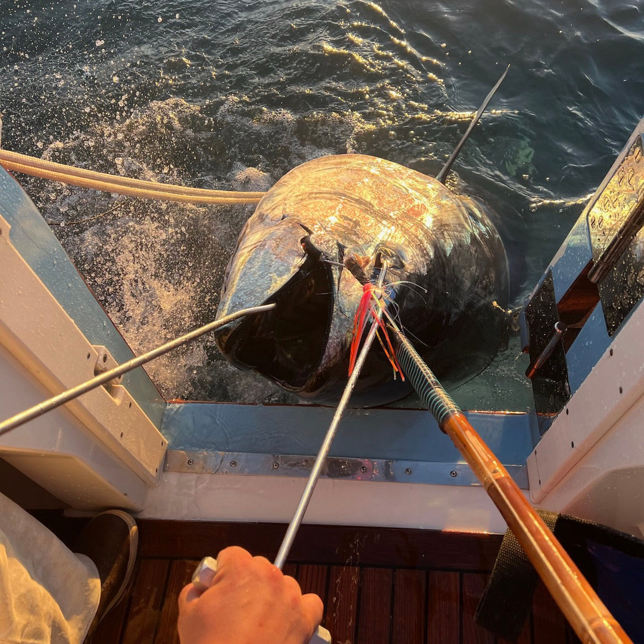 WolfPack Tackle - Tungsten Ahi Head