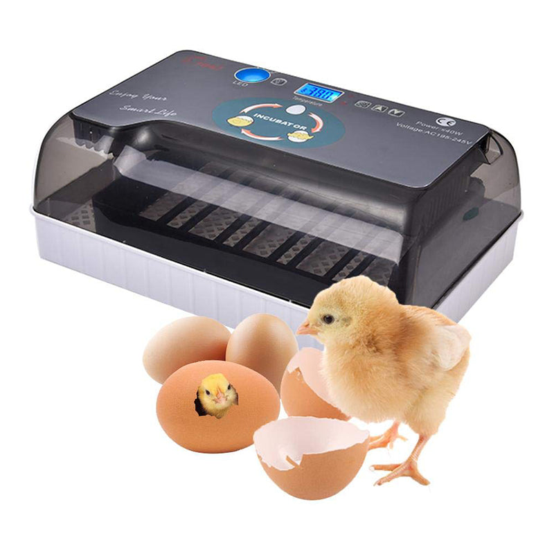 110V 12 Eggs Incubator