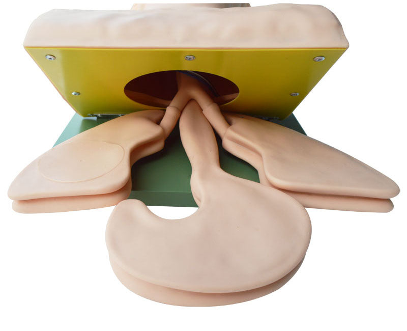 Airway Management Trainer Intubation