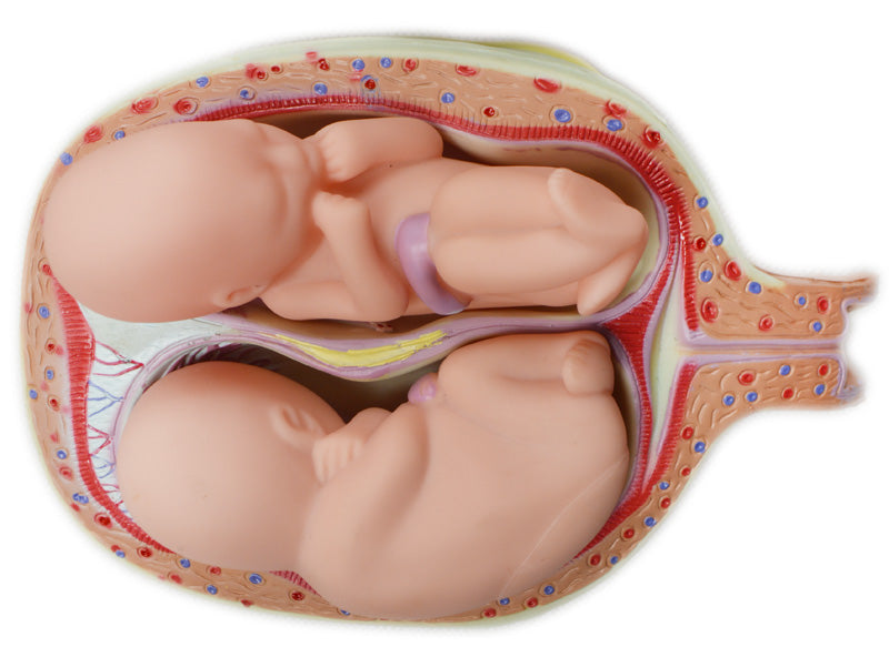8 PCS Human Anatomical Embryonic Development