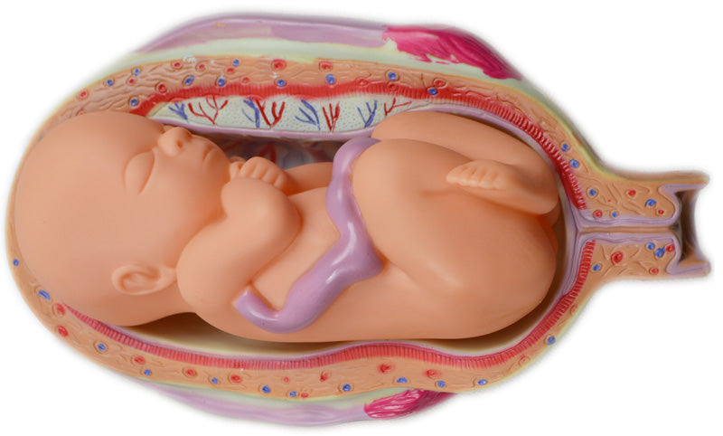 8 PCS Human Anatomical Embryonic Development