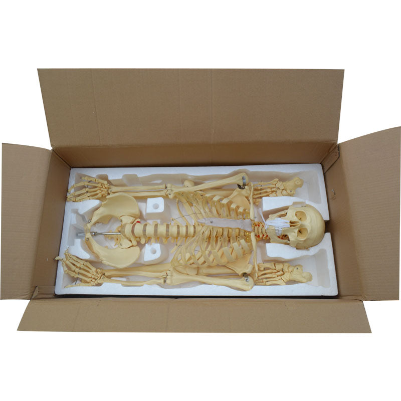 Medical Anatomical Human Skeleton Model