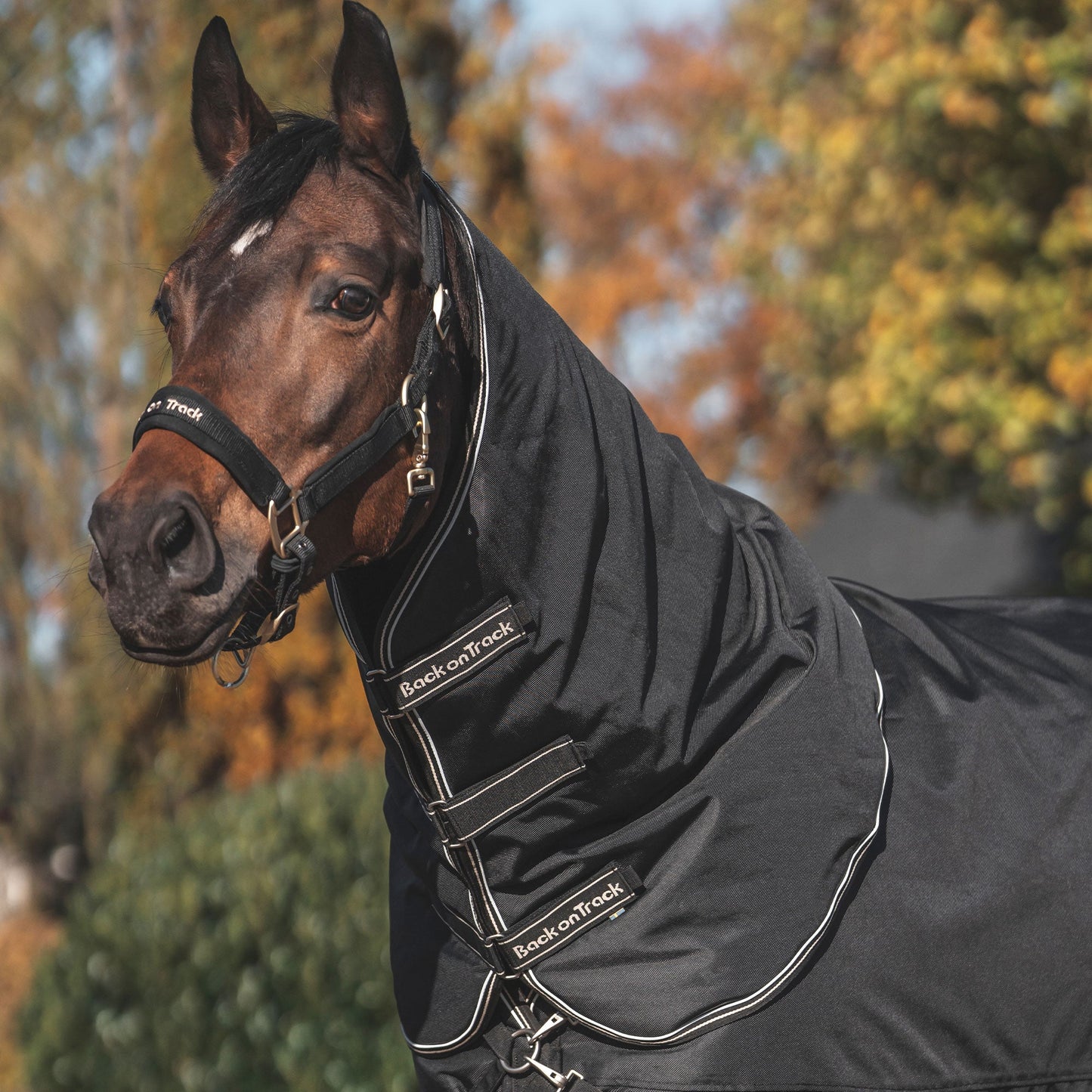 Obsidian Turnout Blanket with Neck Cover