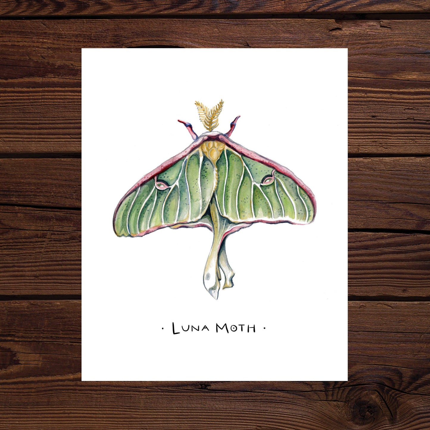 Luna Moth Watercolor Art Print
