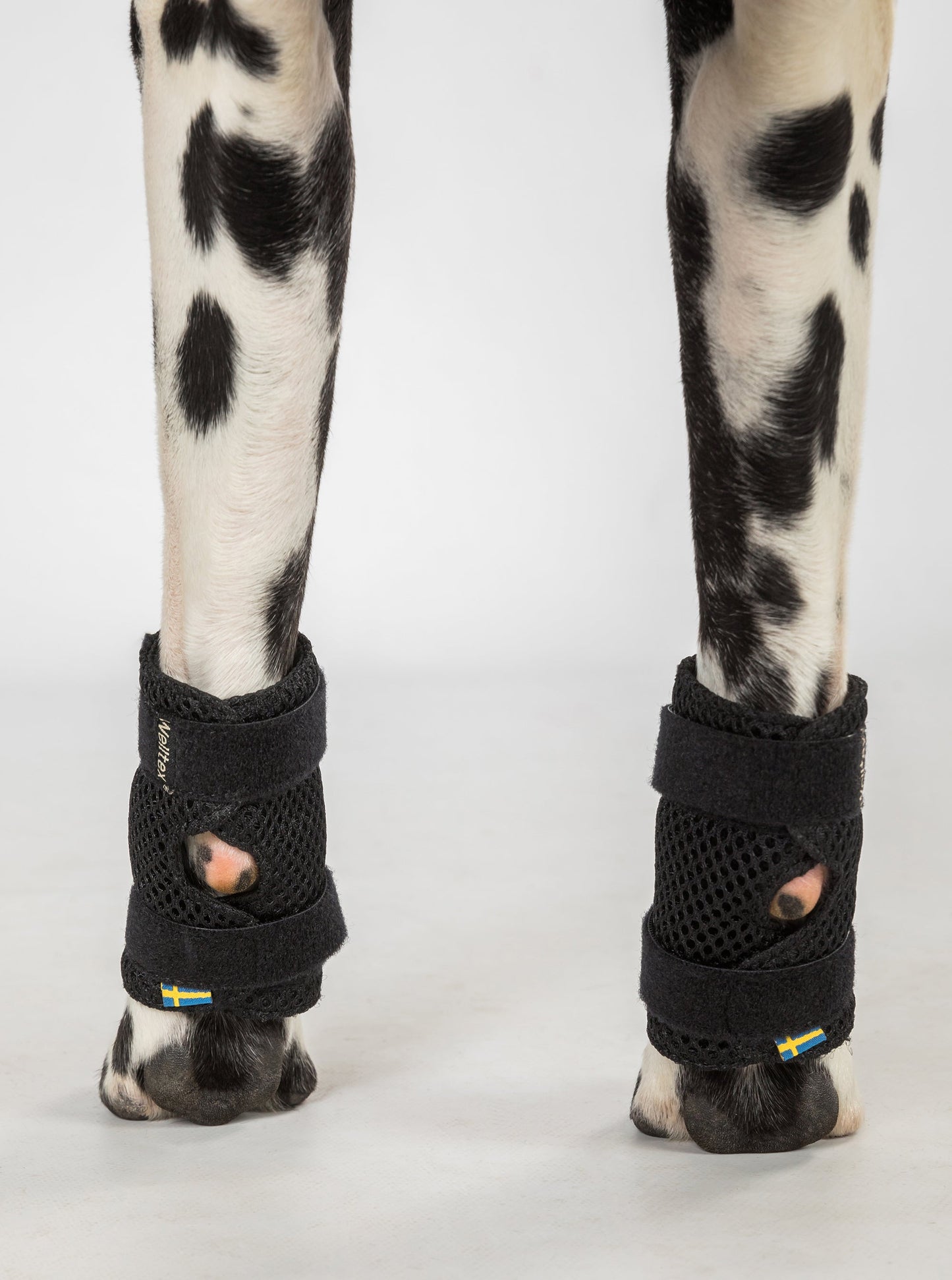 Milo Dog Wrist Brace