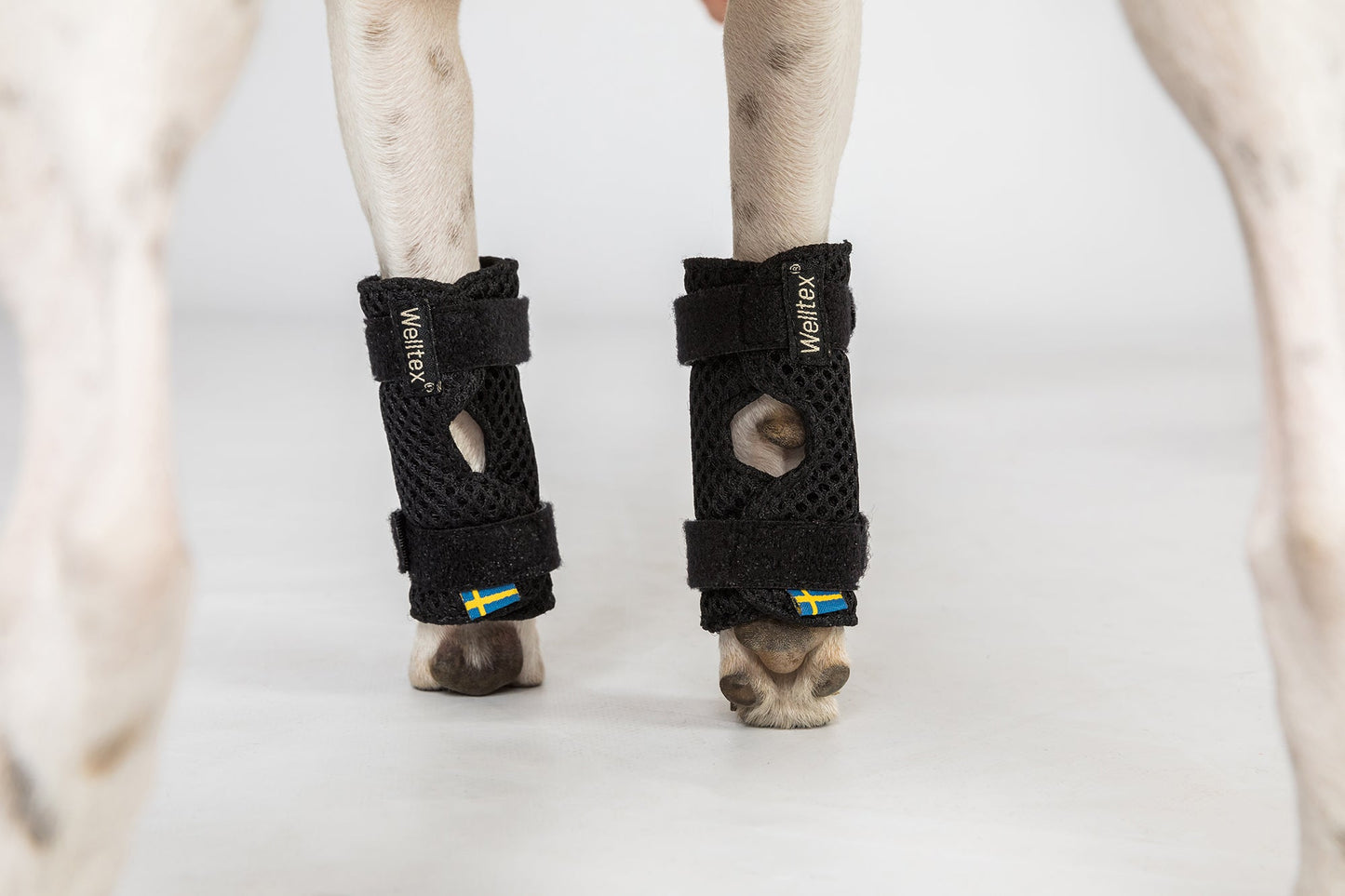 Milo Dog Wrist Brace