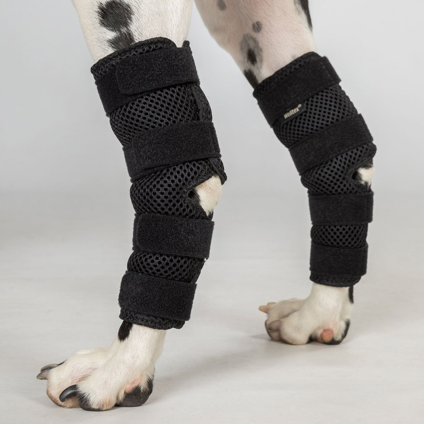 Dixie Dog Hock Brace