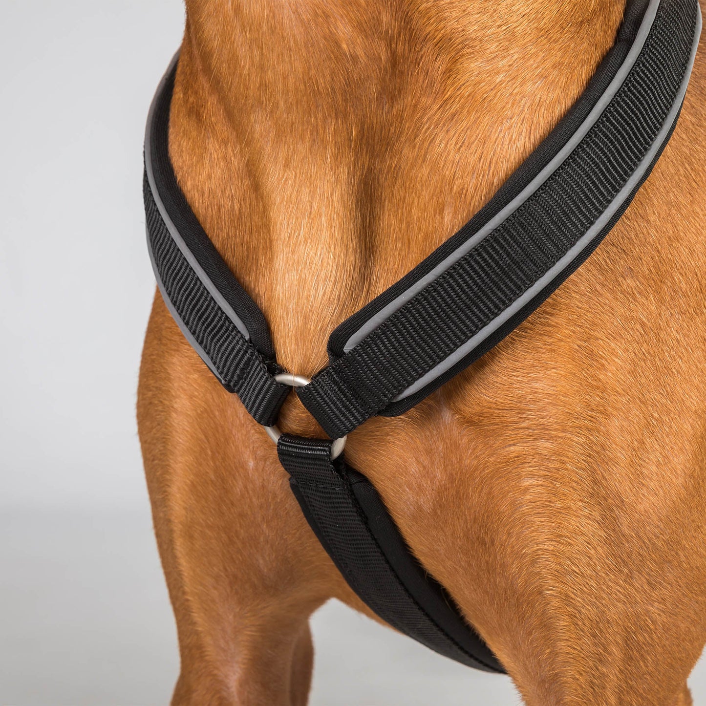 Sally Dog Harness