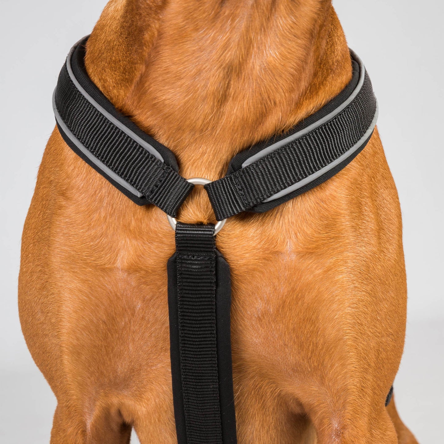 Sally Dog Harness