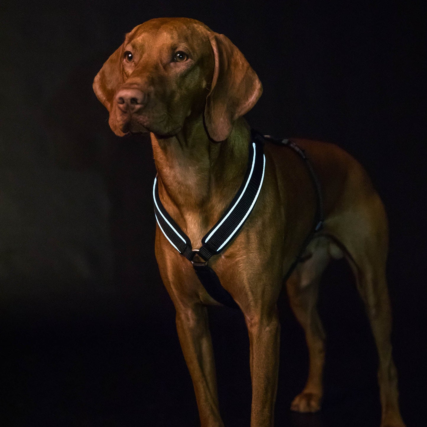 Sally Dog Harness