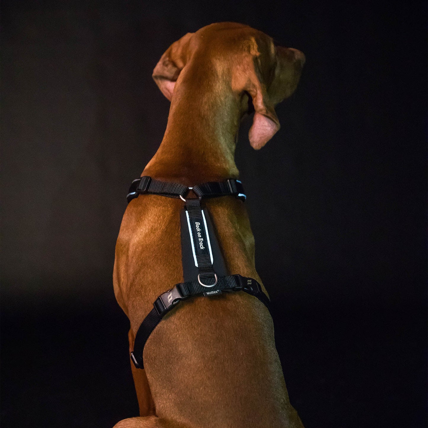 Sally Dog Harness