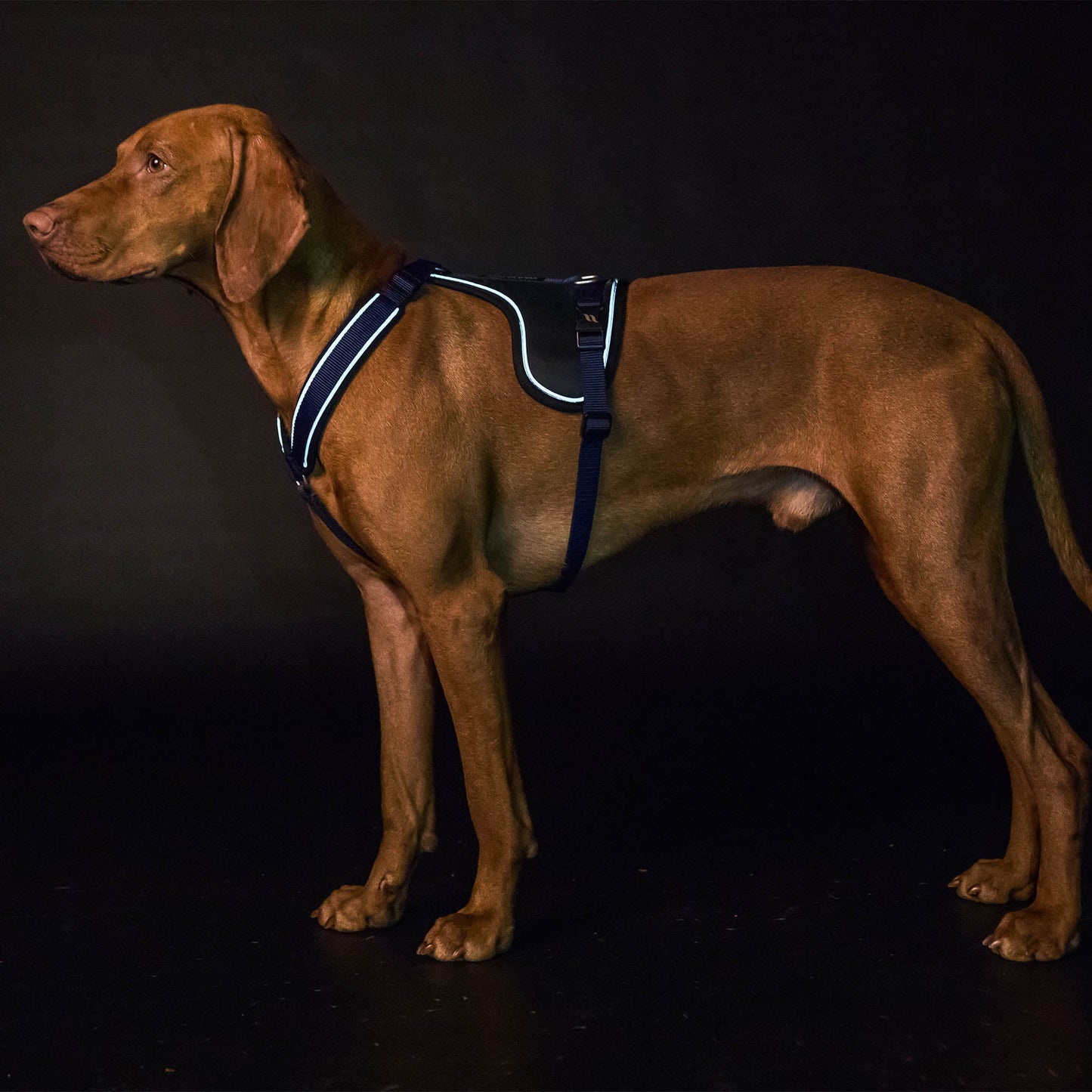 Max Dog Harness