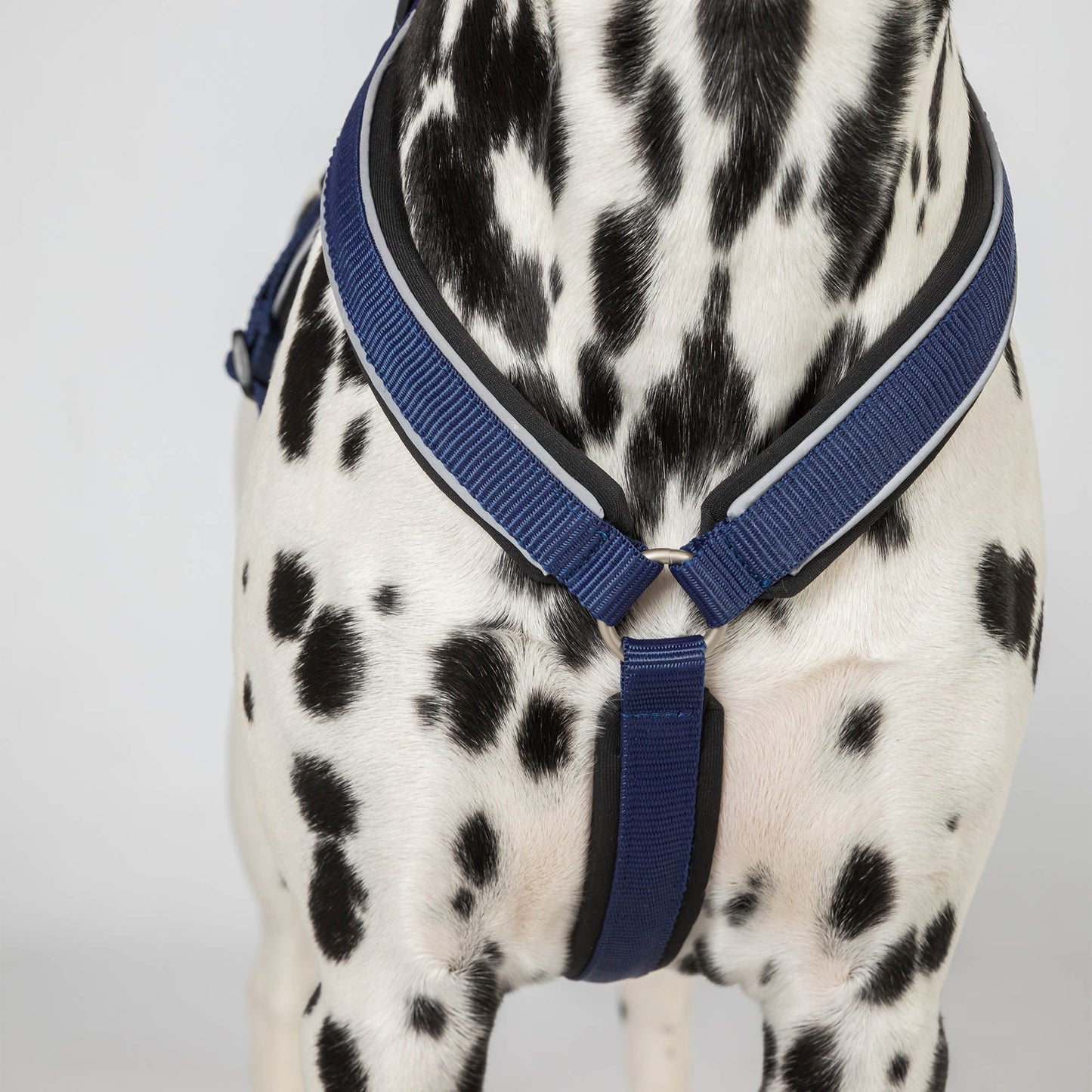 Max Dog Harness