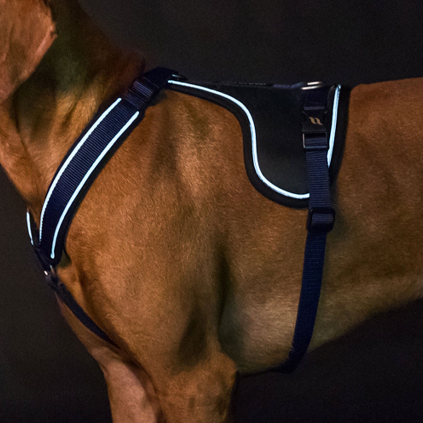 Max Dog Harness