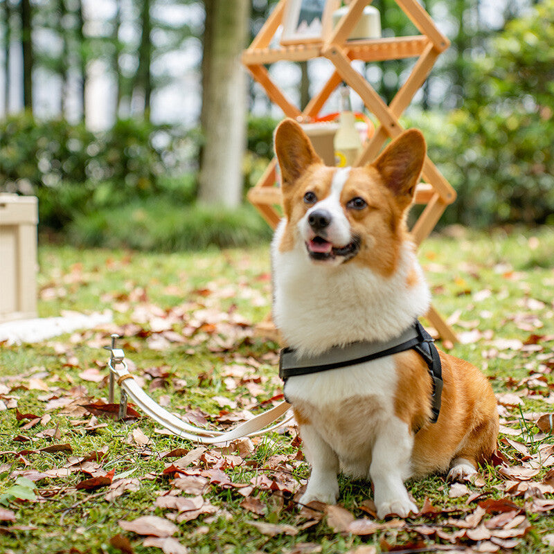 Mobi Garden Pet Ground Nail Portable Lightweight Outdoor Tent Peg For Pets Dog Leash Double Ground Nail Pegs Stake Design Stainless Steel Fixed Nail Camping Accessories