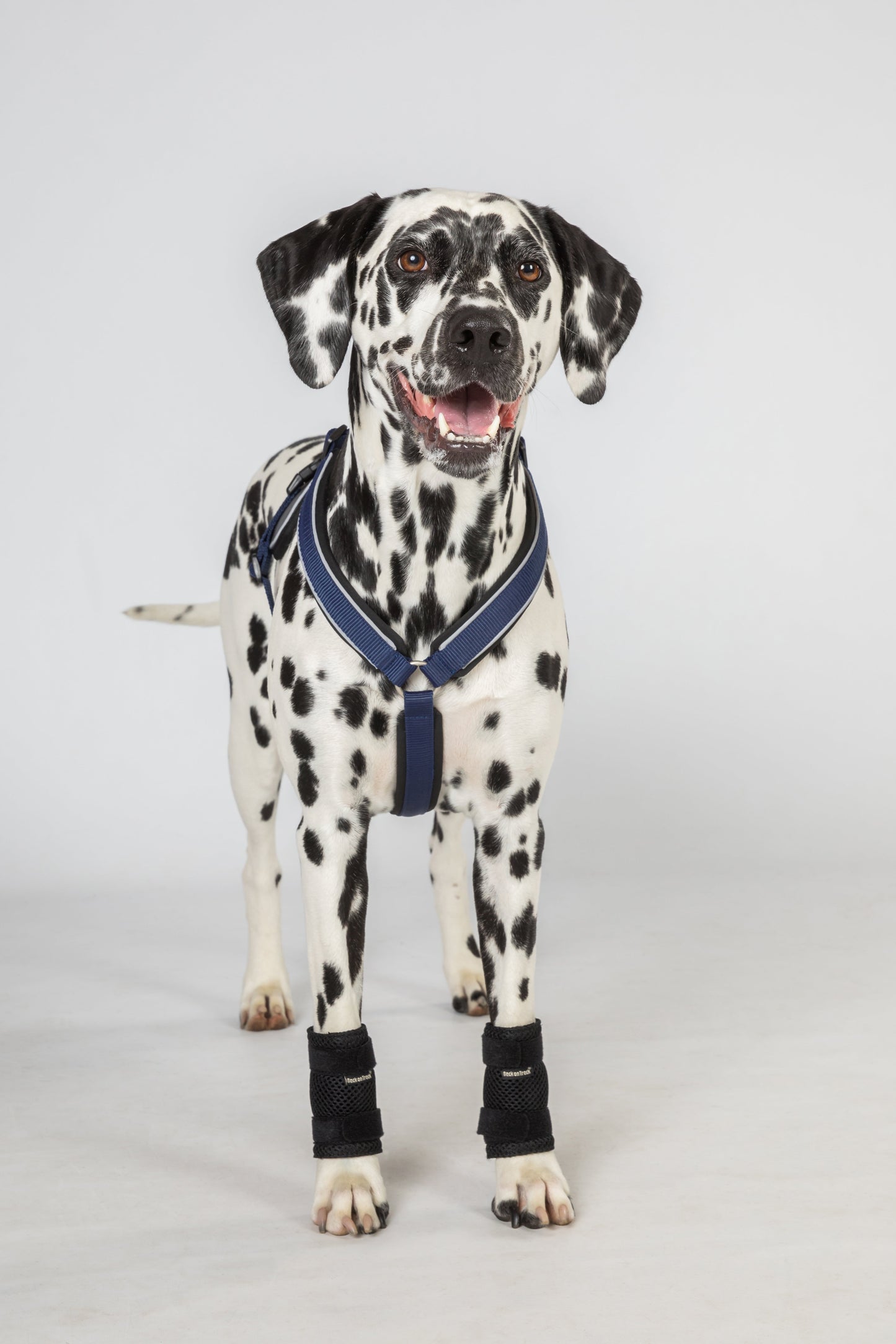Milo Dog Wrist Brace