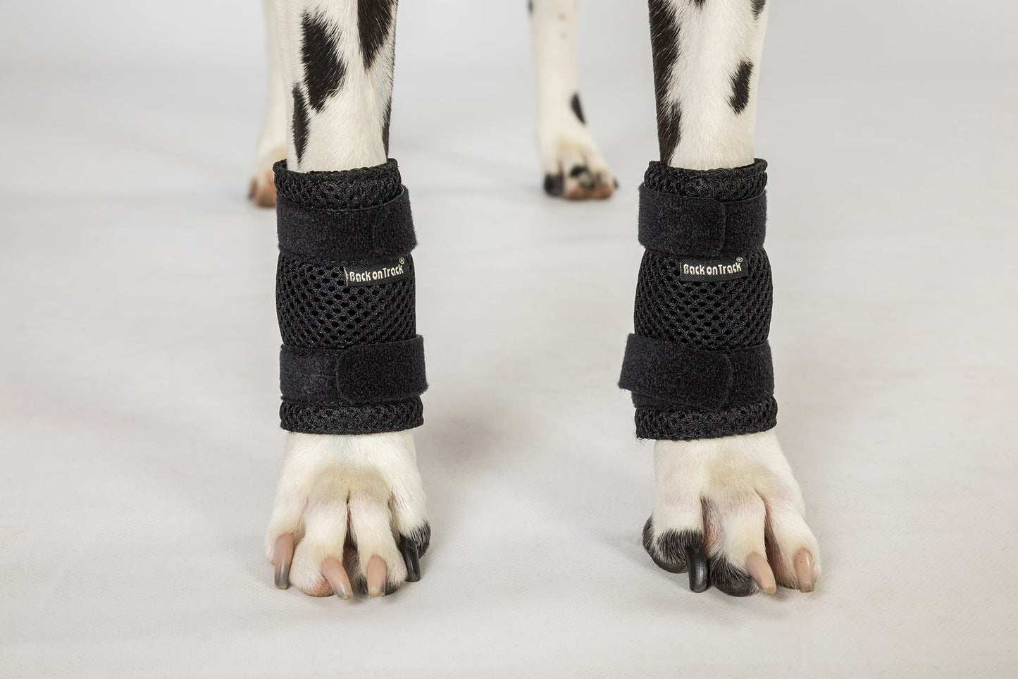 Milo Dog Wrist Brace