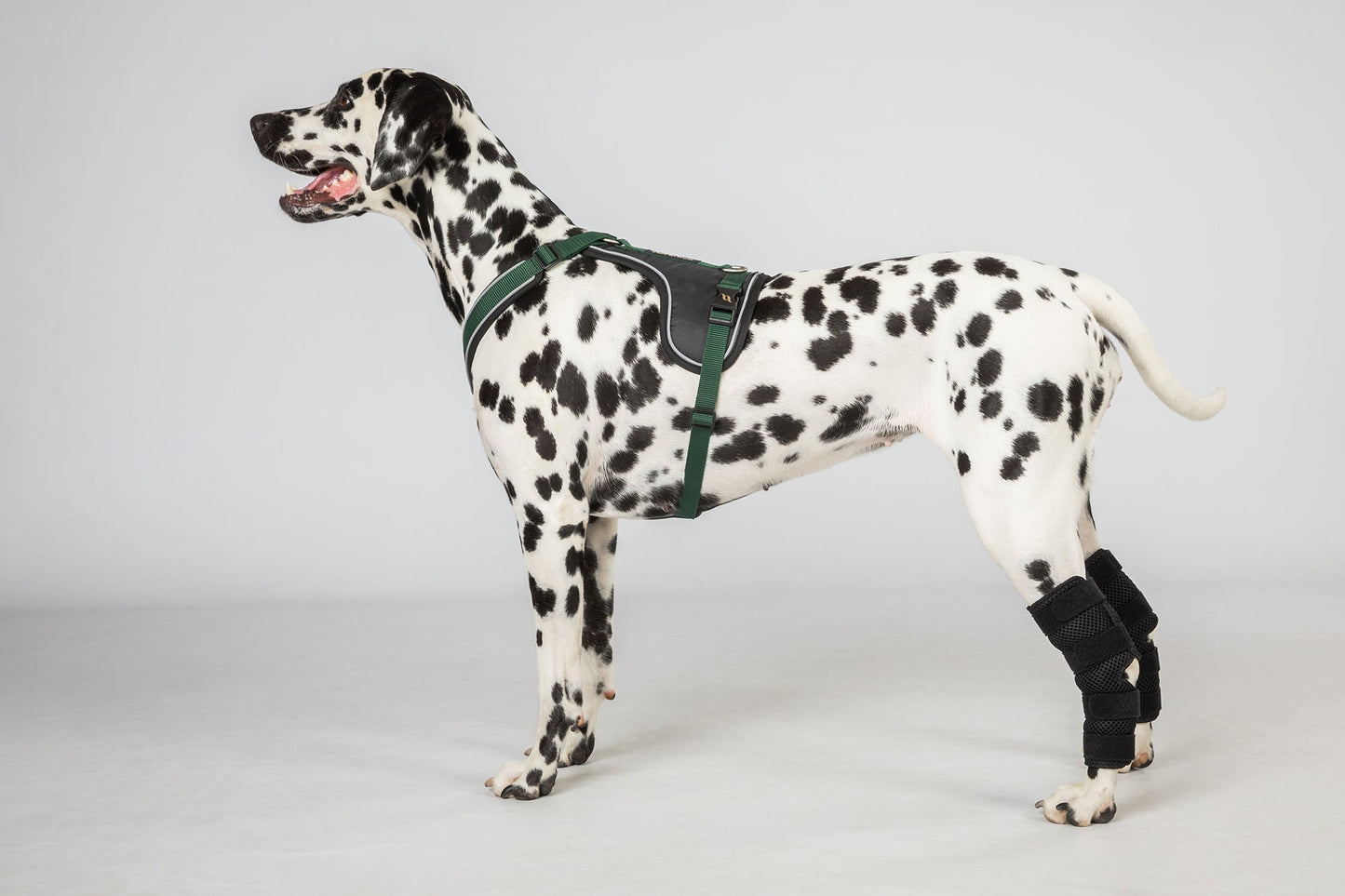 Dixie Dog Hock Brace