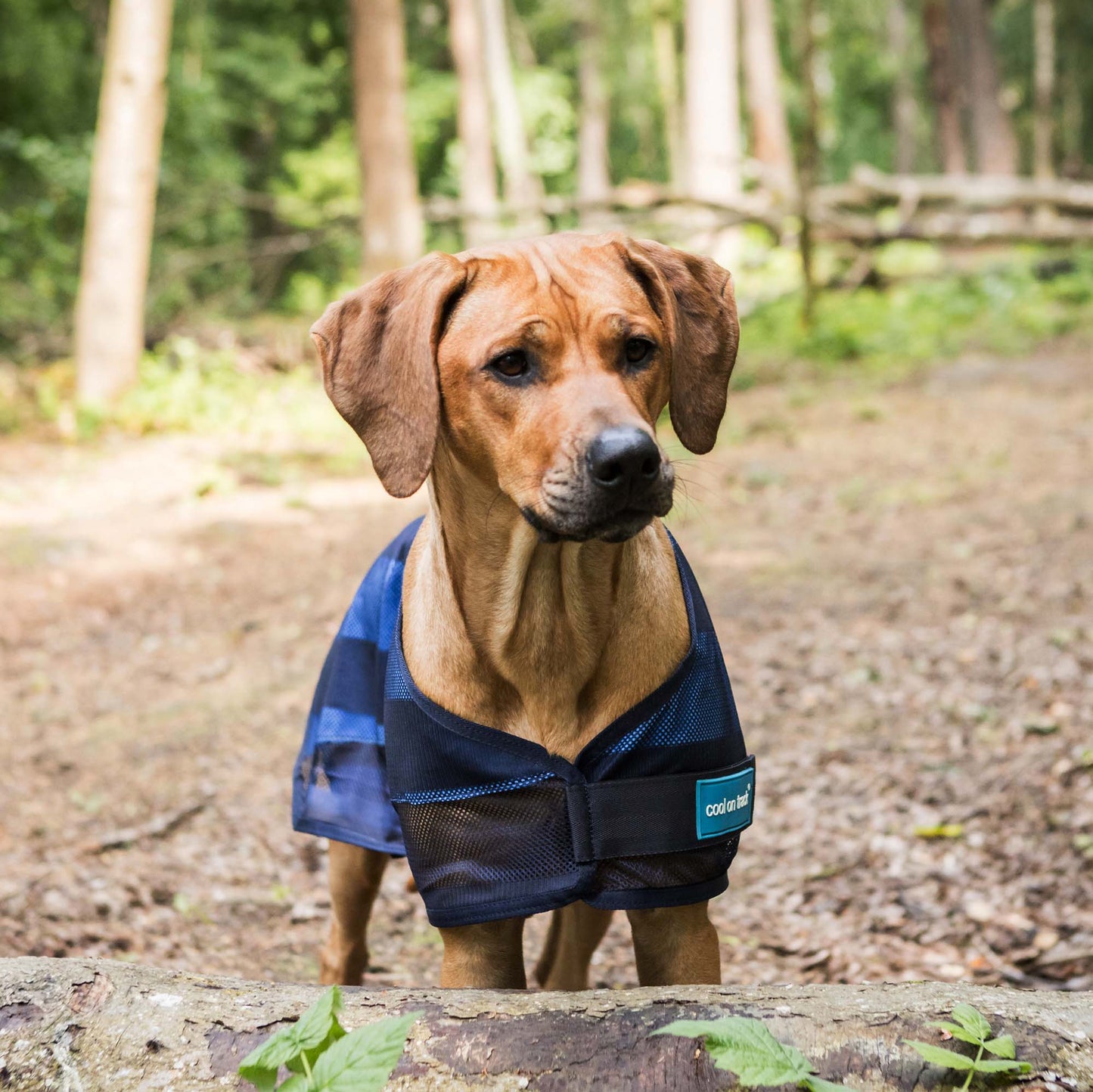 Cool on Track® Cooling Dog Coat