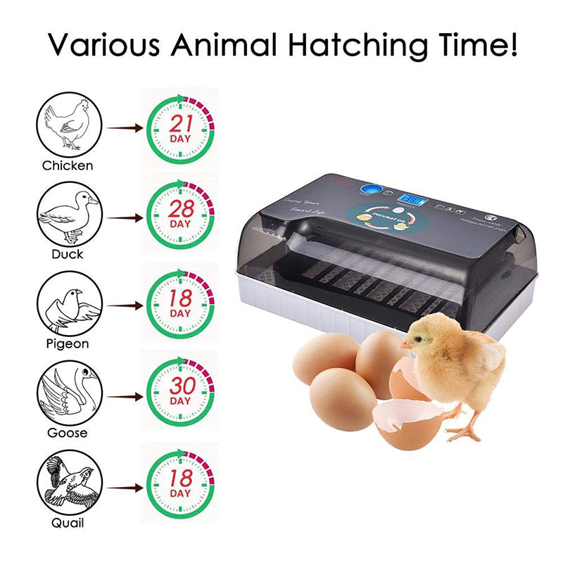 110V 12 Eggs Incubator