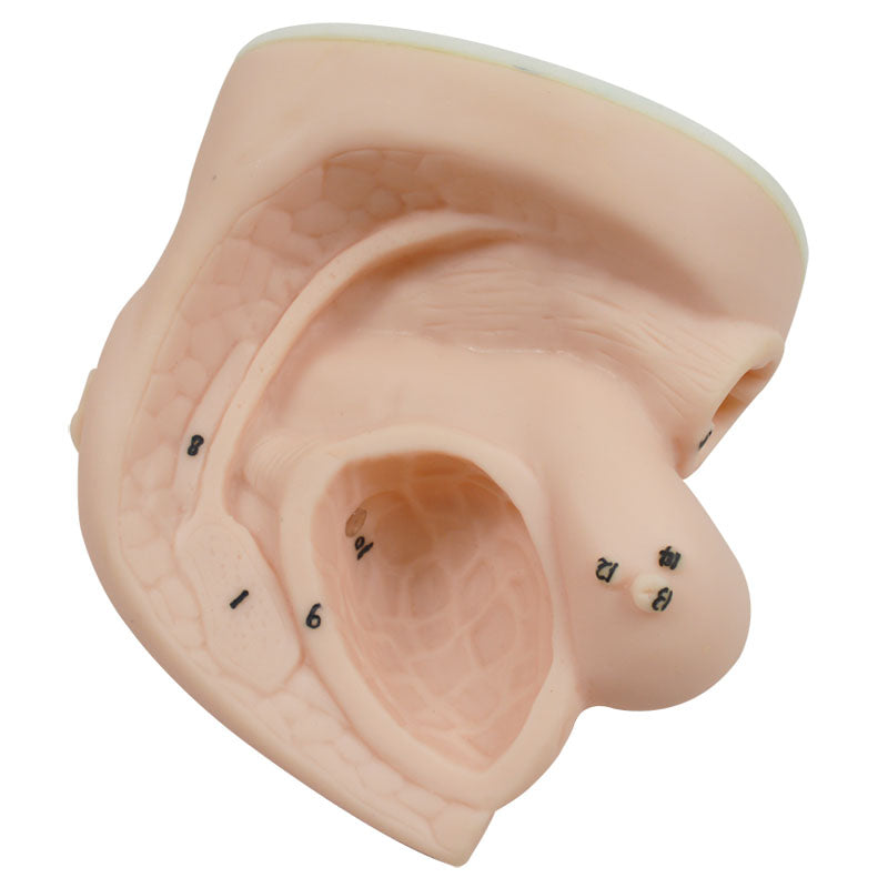Male And Female Catheter Anatomy Model Set