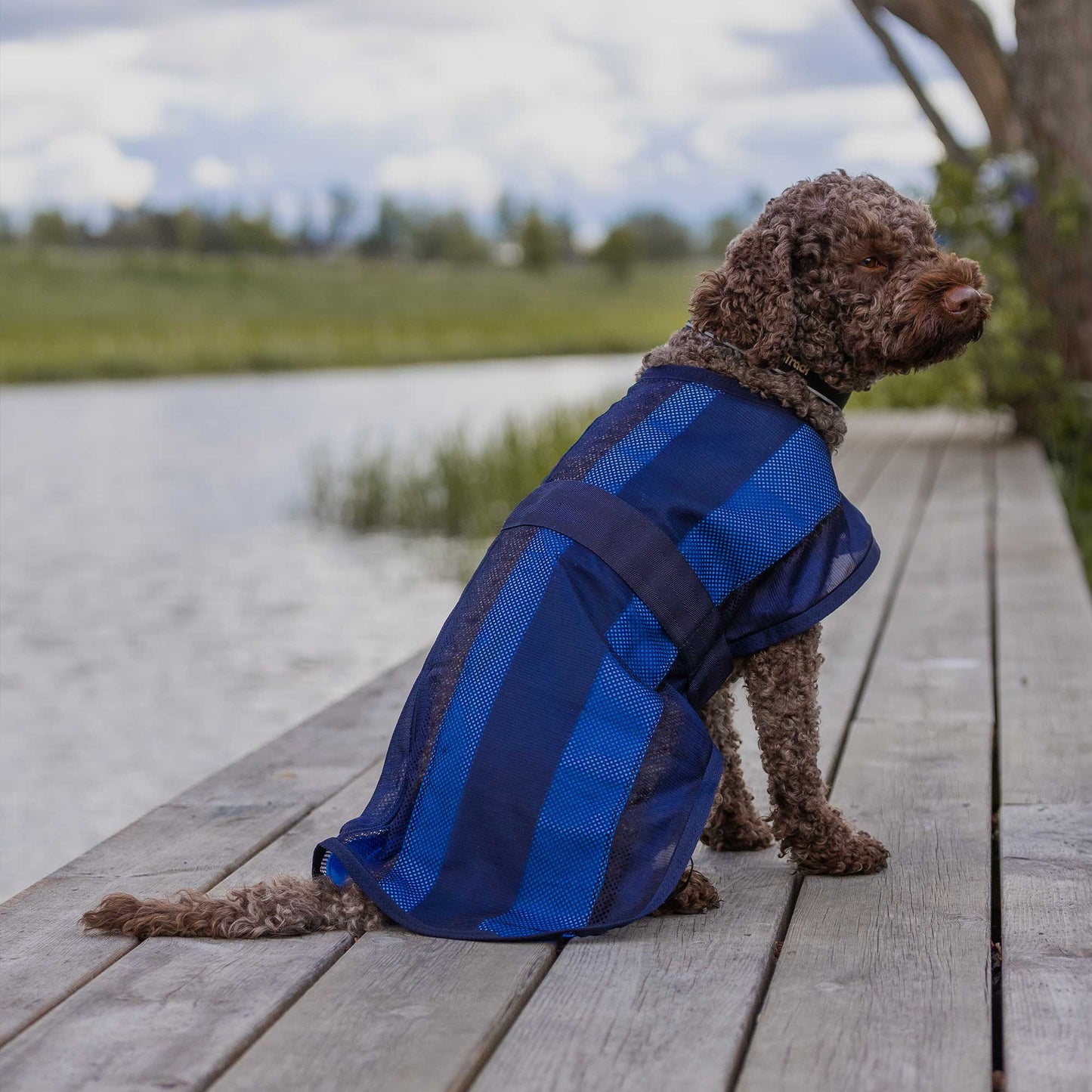 Cool on Track® Cooling Dog Coat