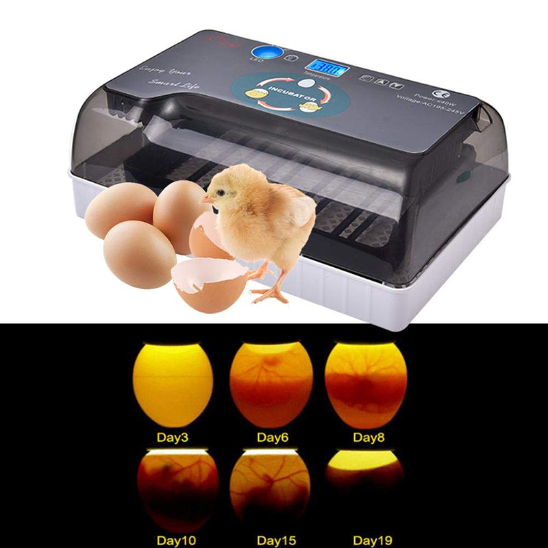 110V 12 Eggs Incubator