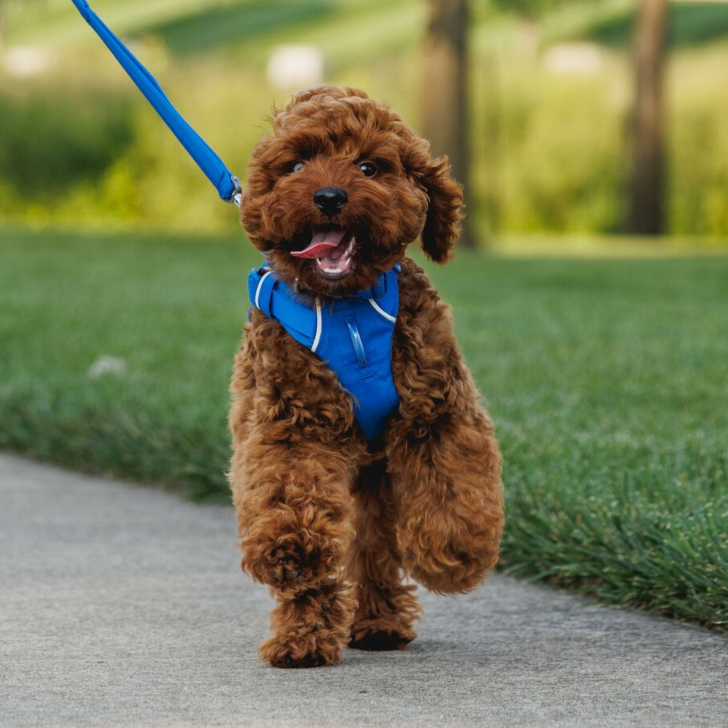 RUFFWEAR　フロントレンジハーネス　ブループール