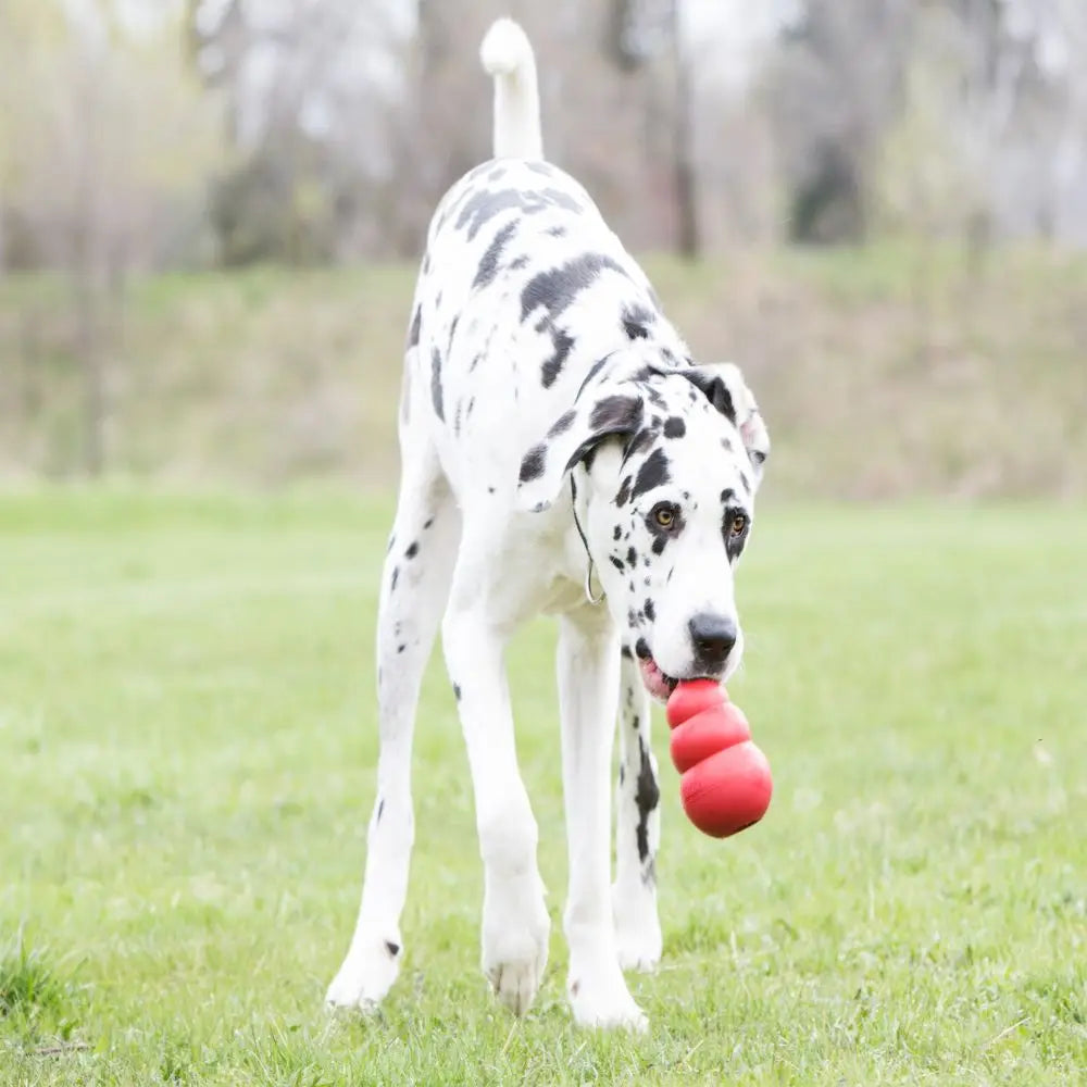 KONG Classic Rubber Dog Toy