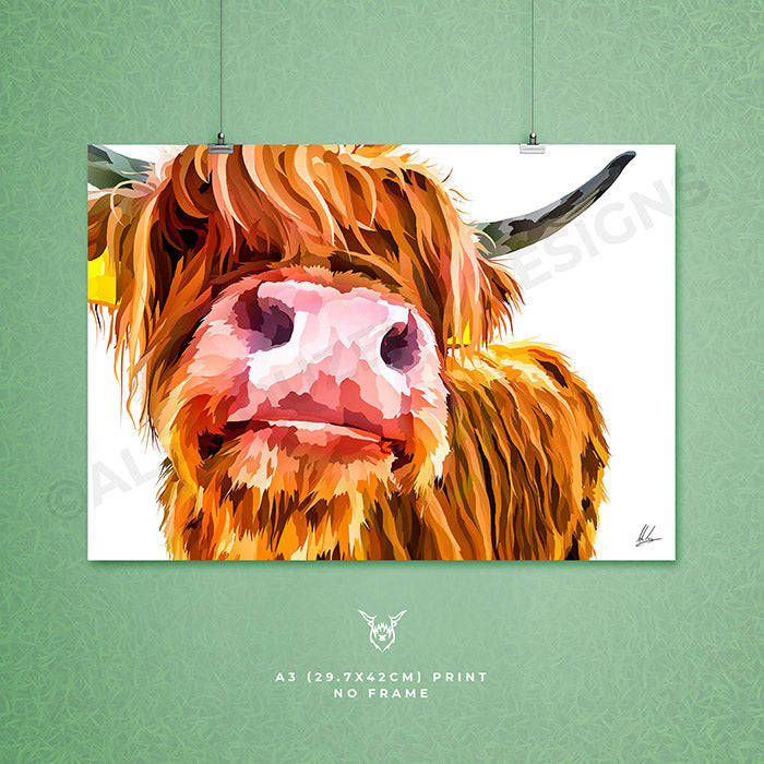 Nosey Highland Cow