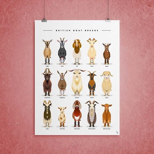 Goat Breeds Print