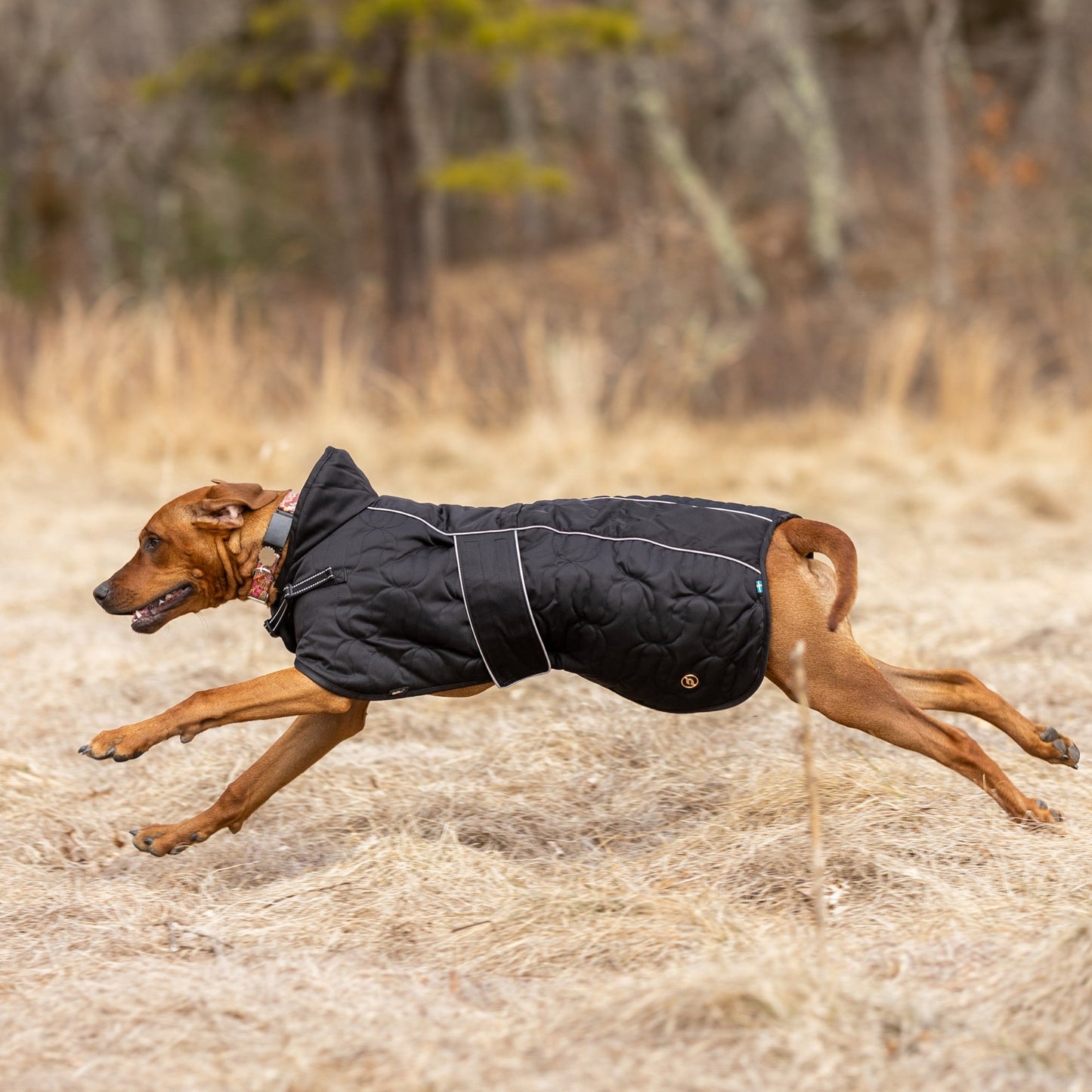 Deep Nights Dog Coat