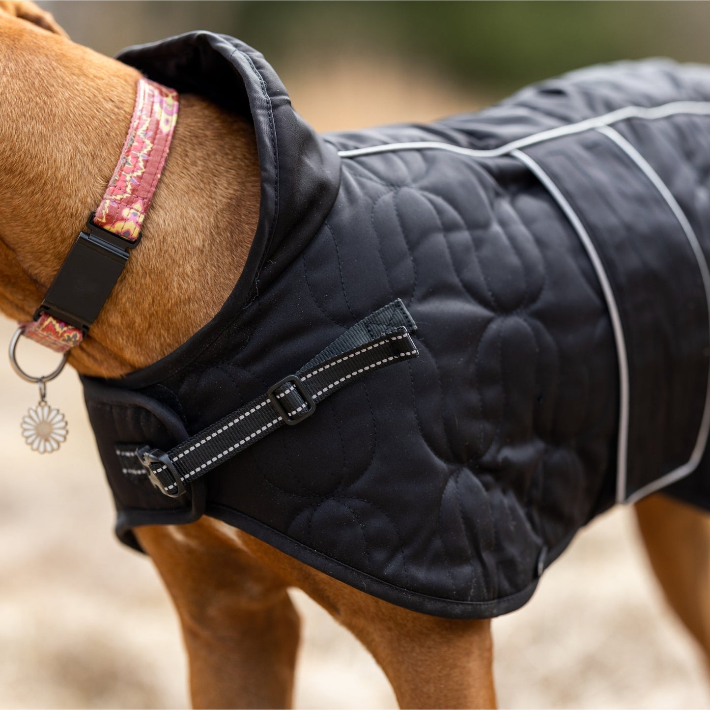 Deep Nights Dog Coat