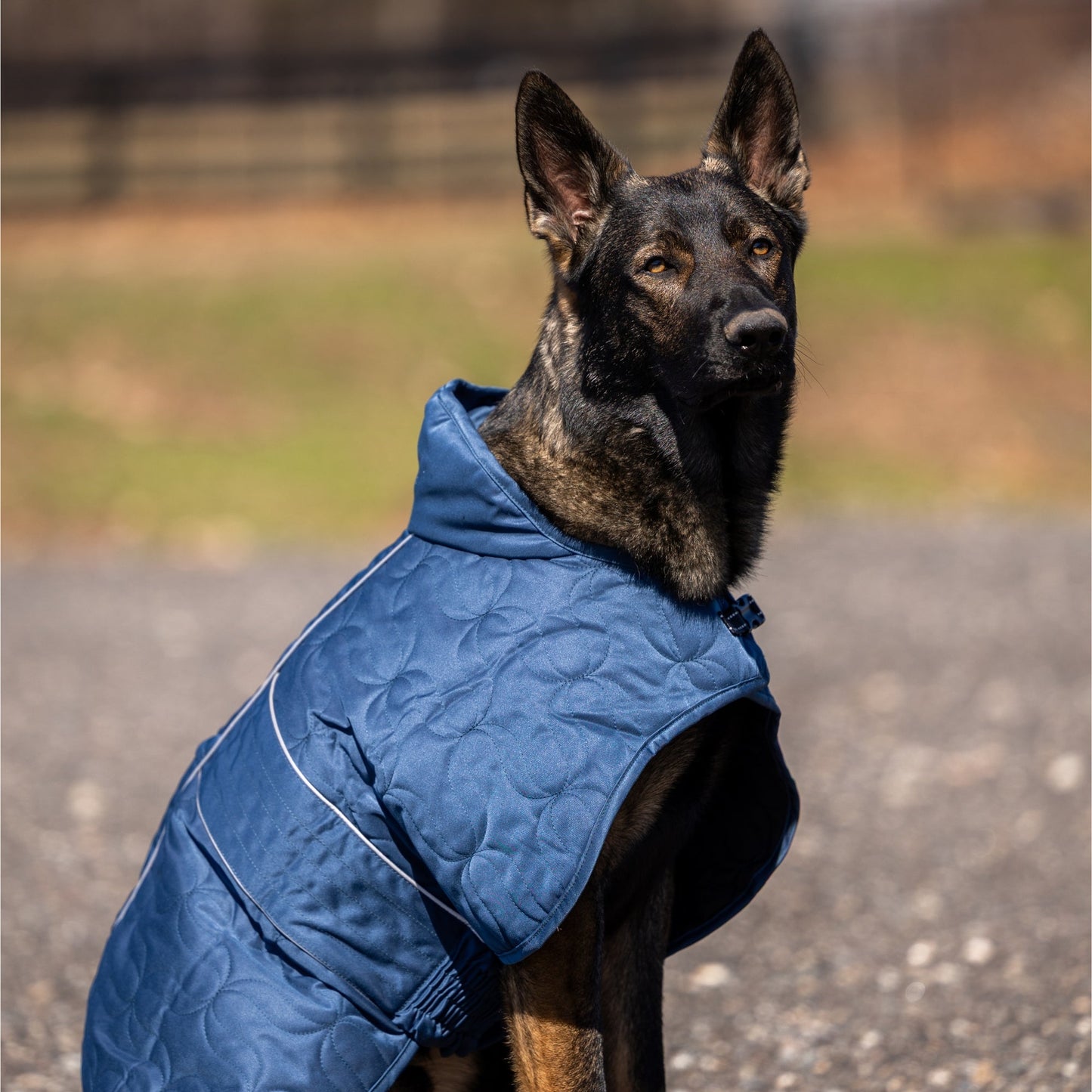 Deep Nights Dog Coat