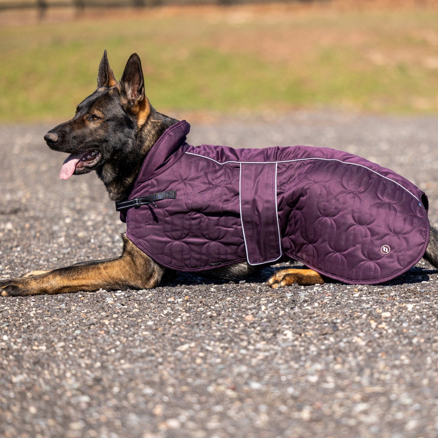Deep Nights Dog Coat