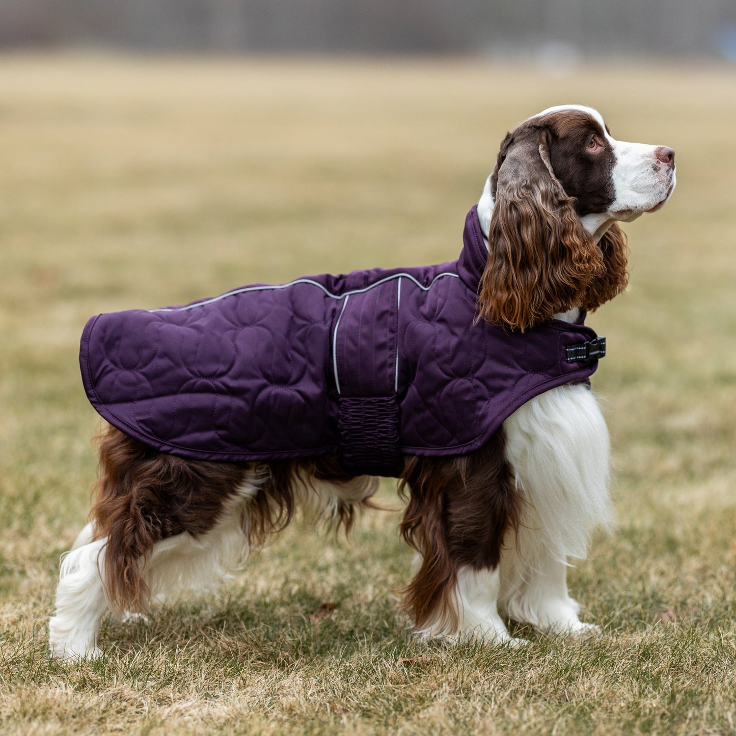 Deep Nights Dog Coat
