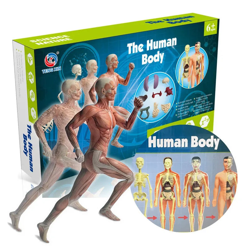 Interactive 3D Human Body Model - Engaging STEM Anatomy Game for Kids - Explore Organs & Bones Now!
