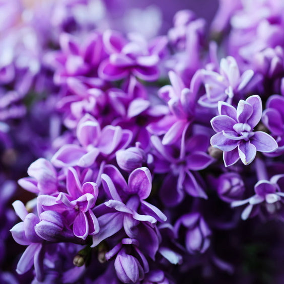 Fragrance Oil Lilac