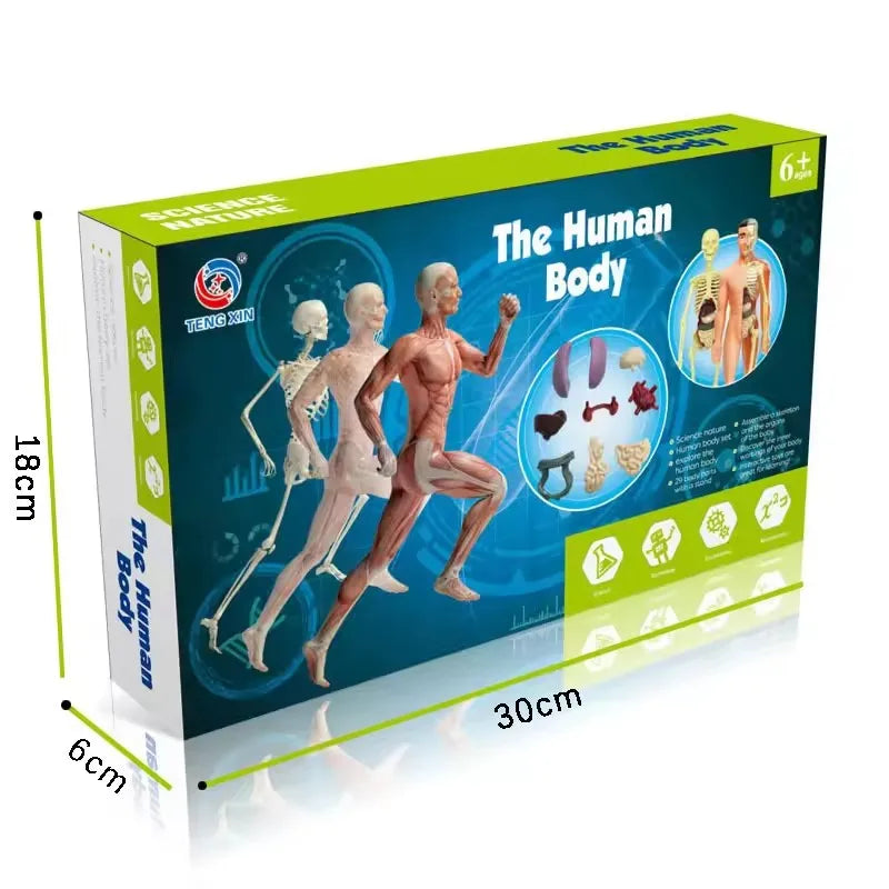 Interactive 3D Human Body Model - Engaging STEM Anatomy Game for Kids - Explore Organs & Bones Now!