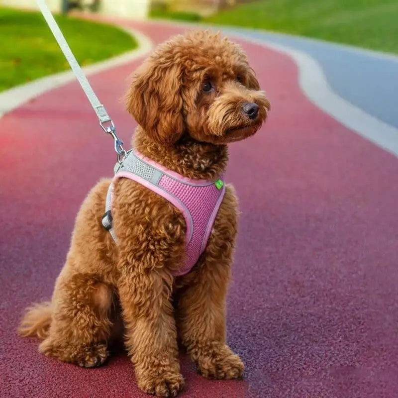 Reflective Mesh Harness & Leash Set