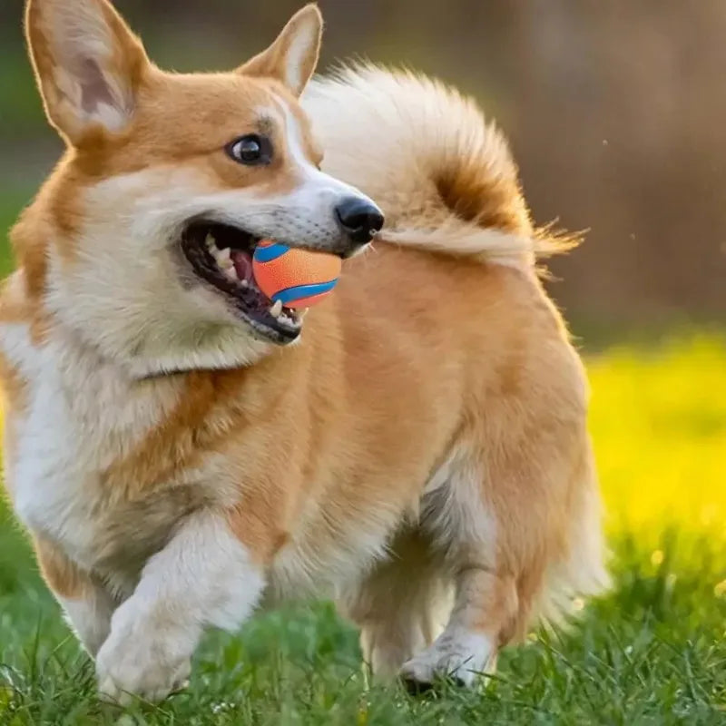 Tough Elastic Fetch Ball for Dogs
